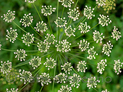 SR072019 (179) / Laserpitium latifolium / Hvitrot